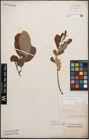 Foto von Salix cinerea L.